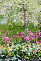 Bergenia 'Bizet' under Prunus x subhirtella pendula rosea plena. RHS Gardens, Wisley, Surrey