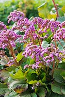 Bergenia purpurascens