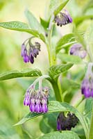 Symphytum officinale - common comfrey