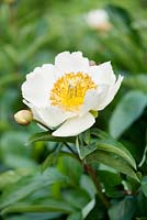 Paeonia 'Claire de Lune'