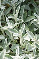 Stachys byzantina 'Cotton ball'