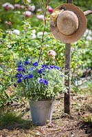 A bucket of Ammi majus and Centaurea cyanus Blue Boy with a sun hat. June