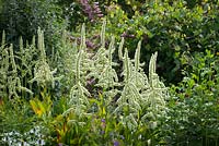 Veratrum californicum. California corn lily, California false hellebore