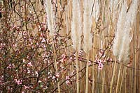Chaenomeles speciosa 'Moerloosei syn. C.s. 'Apple Blossom' with Cortaderia fulvida syn. C. richardii and Miscanthus x giganteus. Japanese quince, Pampas grass