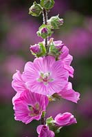 Lavatera olbia 'Pink Frills'. Mallow