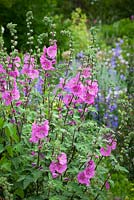 Lavatera olbia 'Pink Frills'