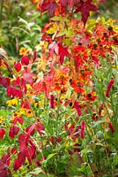 Liquidambar styraciflua 'Slender Silhouette' AGM with Helenium 'Moerheim Beauty' AGM, Persicaria amplexicaulis 'Fat Domino'  and Euonymus oxyphyllus AGM