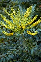 Mahonia x media 'Charity'. Oregon grape