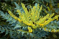 Mahonia x media 'Charity'. Oregon grape