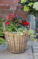 Autumnal wicker basket planted with Dianthus, Euphorbia, Gaultheria, Cyclamen and Variegated Ivy
