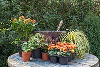 Ingredients required to construct an Autumnal barrel feature Skimmia japonica 'Pabella', Carex oshimensis 'Evergold', Chrysanthemum Orange Double, Euphorbia, Hedera helix and Leucothoe