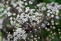 Anthriscus sylvestris 'Ravenswing'