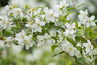 Philadelphus x lemoinei 'Avalanche'