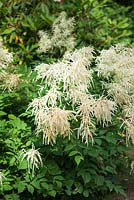 Aruncus dioicus - Goatsbeard, AGM - Synonyms, Aruncus plumosus,  Aruncus sylvestris