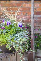 Autumnal container with Variegated Ivy, Thyme, Viola, Ajuga and Carex