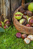 Wicker basket containing foraged Horse Chestnuts