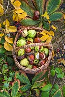Wicker basket containing foraged horse chestnuts
