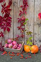 Autumnal display featuring Virginia creeper, windfall apples, gourds and rose hips
