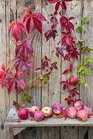 Autumnal display featuring Virginia creeper, windfall apples and rose hips