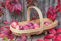 Autumnal display featuring Virginia creeper and windfall apples in a wooden trug