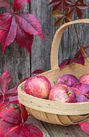 Autumnal display featuring Virginia creeper and windfall apples in a wooden trug