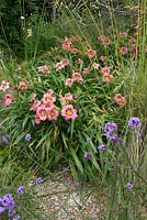 Hemerocallis 'Always Afternoon' with Verbena bonariensis in gravel garden 