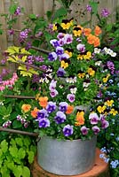 Tower made with old saucepans, planted with Viola 'Sorbet Mixed' and surrounded by Spring perennials and bedding. May. West Midlands