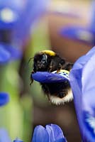 Bumble bee on Iris reticulata - winter flowering iris