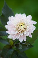 Dahlia 'Melody Harmony'