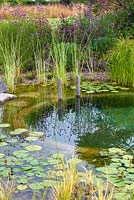 Typha latifolia 'Variegata', Variegated Bulrush and other plants in the swimming pond regeneration zone. 