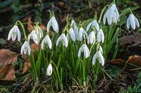 Galanthus lagodechianus