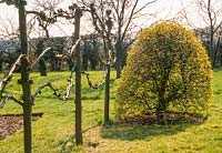 Pleached lime trees after pruning in winter. Cornus mas trimmed to shape. February