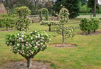 Apple trees grafted onto dwarfing rootstocks and trained by careful pruning to different shapes including goblet, table top, arch and espalier.