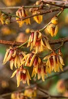 Chimonanthus praecox. Close-up of flowers in January