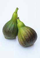 Fig 'Brown Turkey'. Close-up of fruits on white background in September