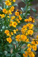 Erysimum cheiri 'Harpur Crewe'.