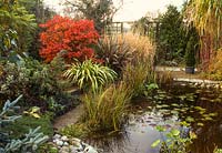 Pond in autumn with Acer japonicum 'Aconitifolium',  Phormium Cookianum Hookeri 'Cream Delight' Phormium tenax 'Sundowner' and grasses. October. Binham, Norfolk.