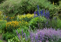 Blue and yellow border in July. Nepeta, anchusa, delphiniums, Thalictrum flavum subsp. glaucum and heliopsis