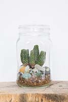 A cactus in a glass jar terrarium with decorative stones
