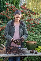 Storing Begonia tubers. Very gently break apart the Begonia tubers. Take care as the stems are extremely tender and prone to snap