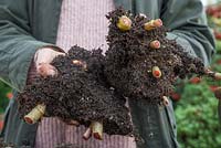 Very gently break apart the Begonia tubers. Take care as the stems are extremely tender and prone to snap. Storing Begonia tubers. 