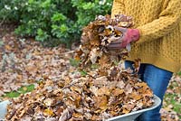 Woman filling a wheelbarrow with fallen autumnal leaves