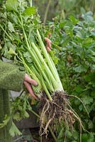 Woman holding overgrown celery