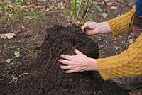 Using your hands gently remove any excess compost, being careful not to damage the roots. Storing salvia through winter. 