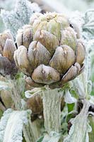 Cynara cardunculus - Globe artichoke in frost