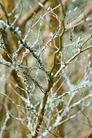 Lichen on Stewartia monadelpha