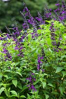 Salvia 'Amistad'