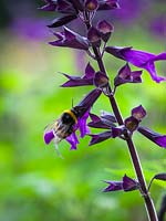 Bee on Salvia 'Amistad'
