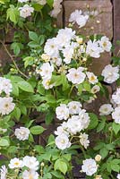 Rosa 'Rambling Rector'. Brewers Yard by Welcome to Yorkshire. Designer - Bestall and Co Landscape Design. Sponsor - Welcome to Yorkshire