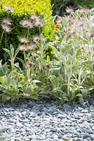 The Great Chelsea Garden Challenge Garden. A bed of slate chippings with planting of Stachys byzantina, a clipped Buxus sempervirens and Pulsatilla seed heads. Designer - Sean Murray. Sponsor - Royal Horticultural Society